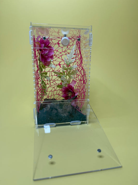 'Flower Pink' Jumping Spider Habitat