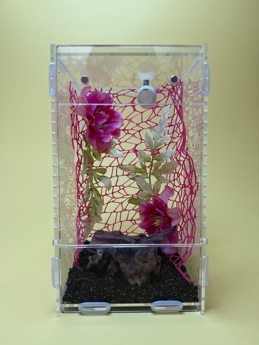 'Flower Pink' Jumping Spider Habitat