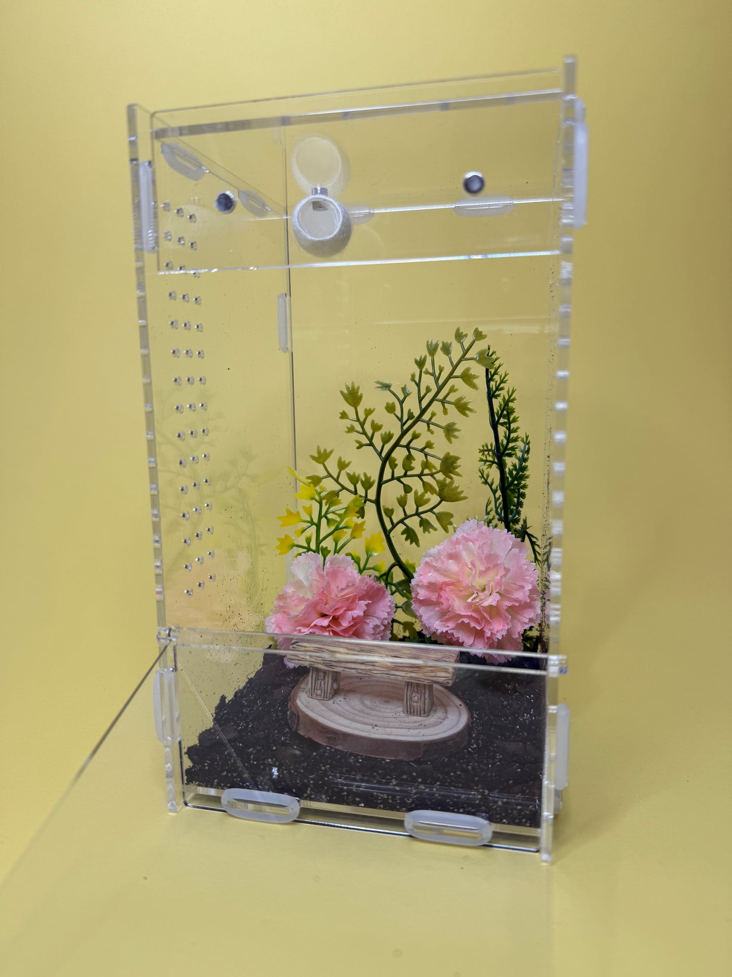 'Pink bench' Jumping Spider Habitat
