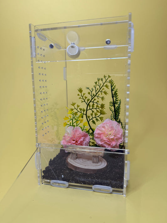 'Pink bench' Jumping Spider Habitat
