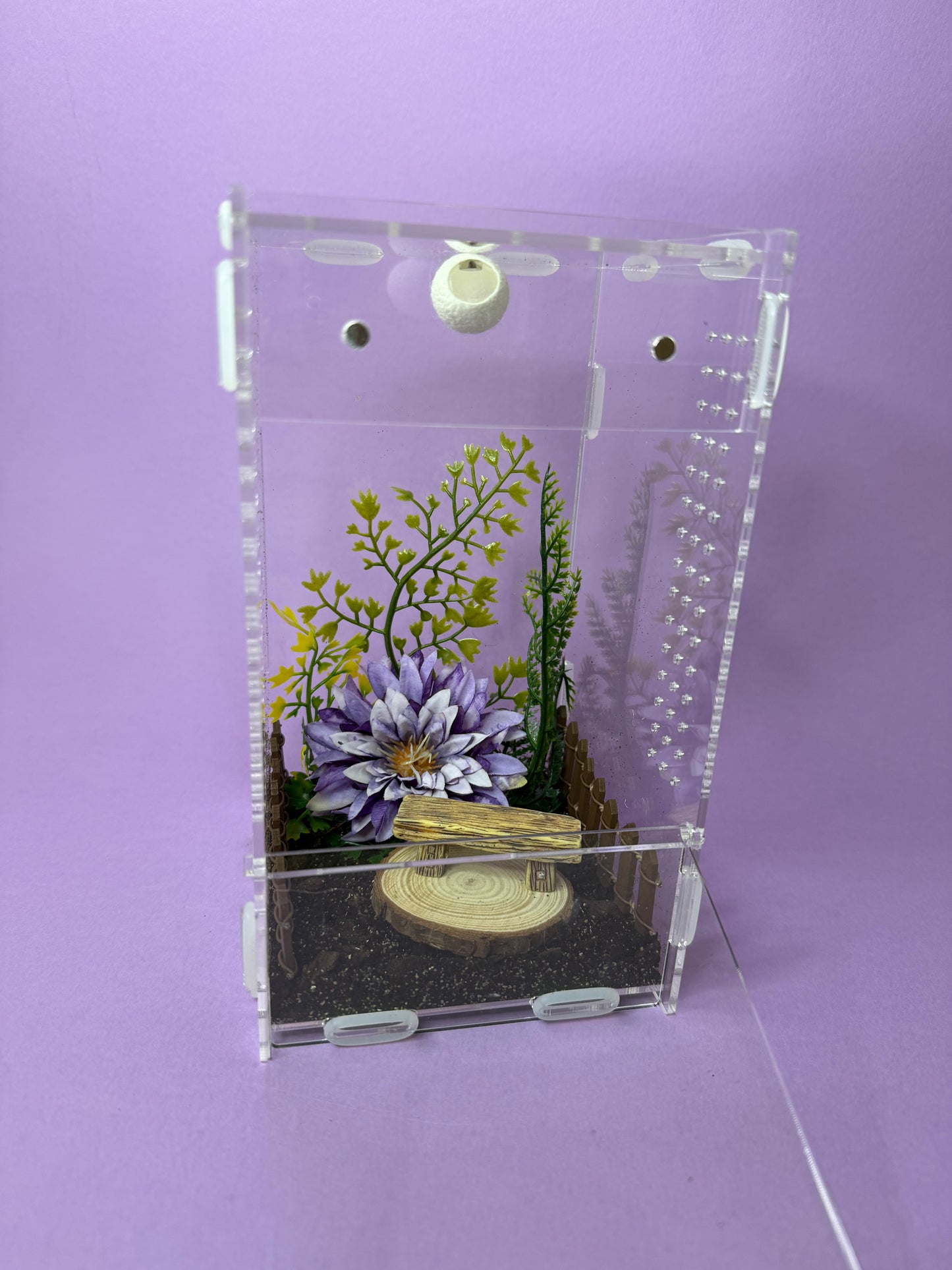 'Purple Garden' Jumping Spider Habitat