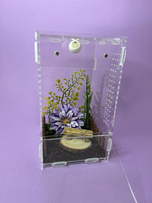'Purple Garden' Jumping Spider Habitat