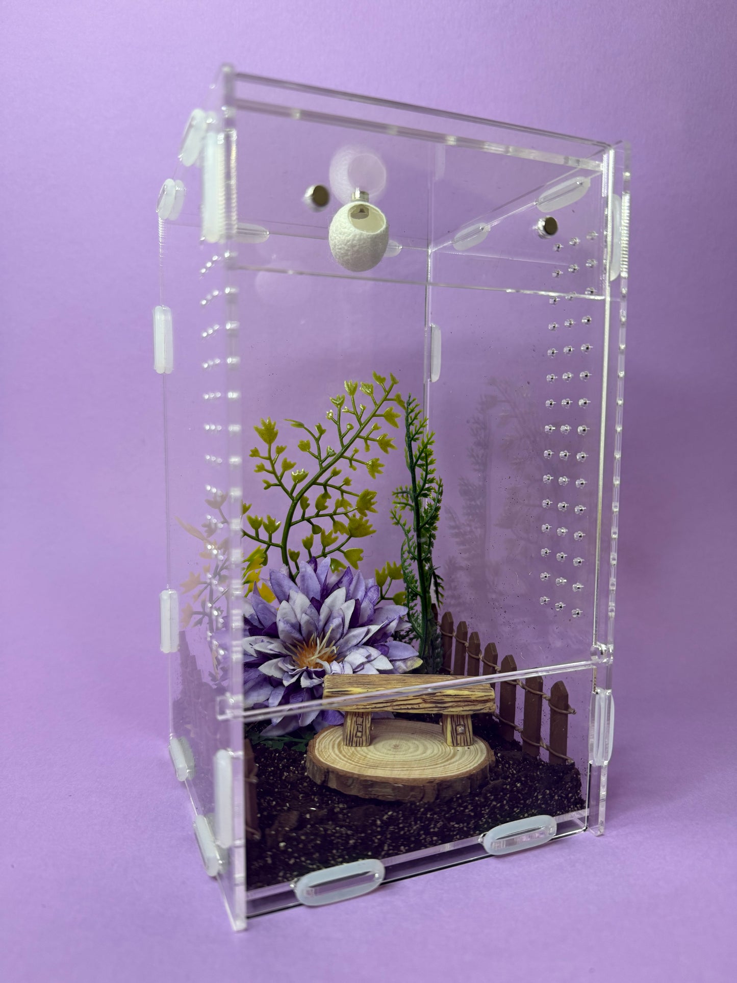 'Purple Garden' Jumping Spider Habitat